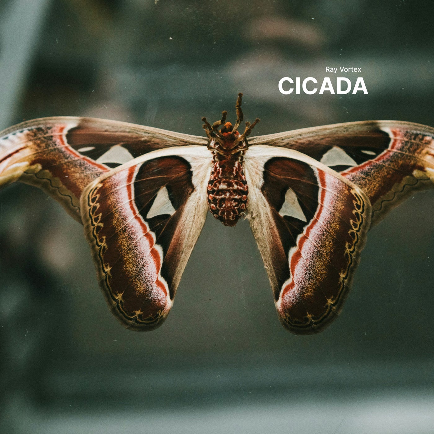 Cicada