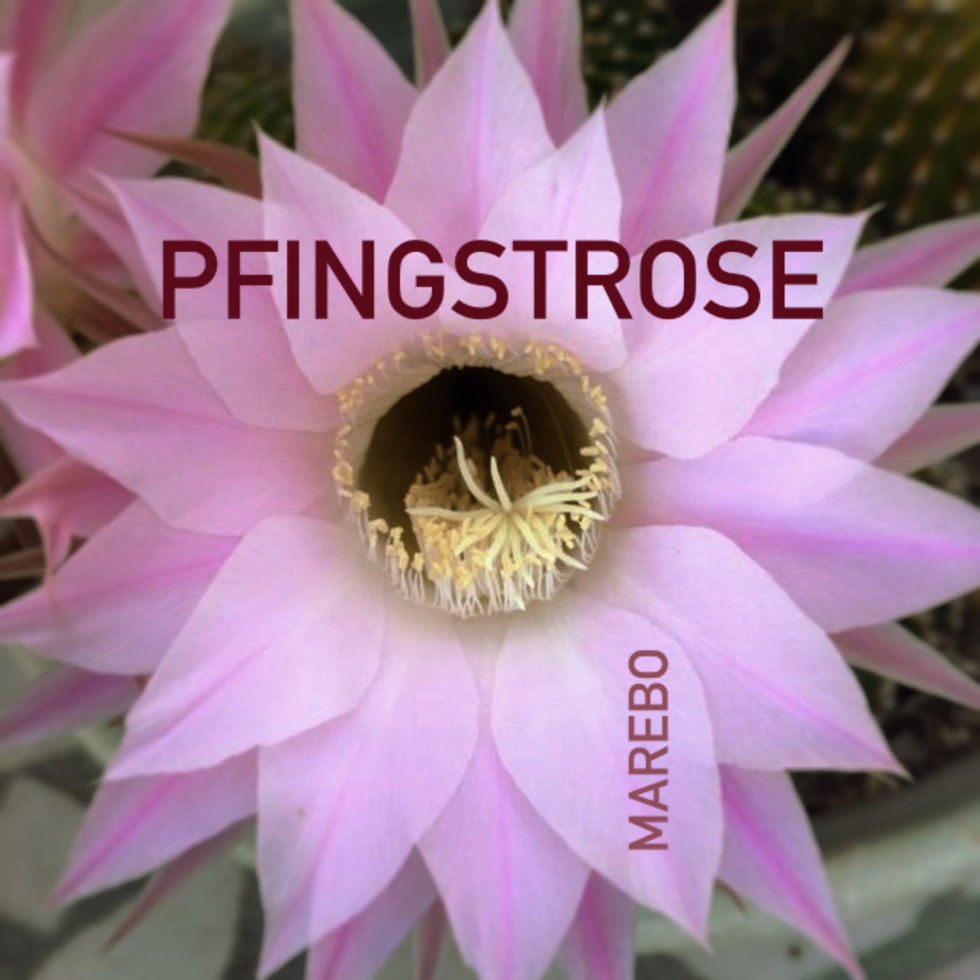 Pfingstrose