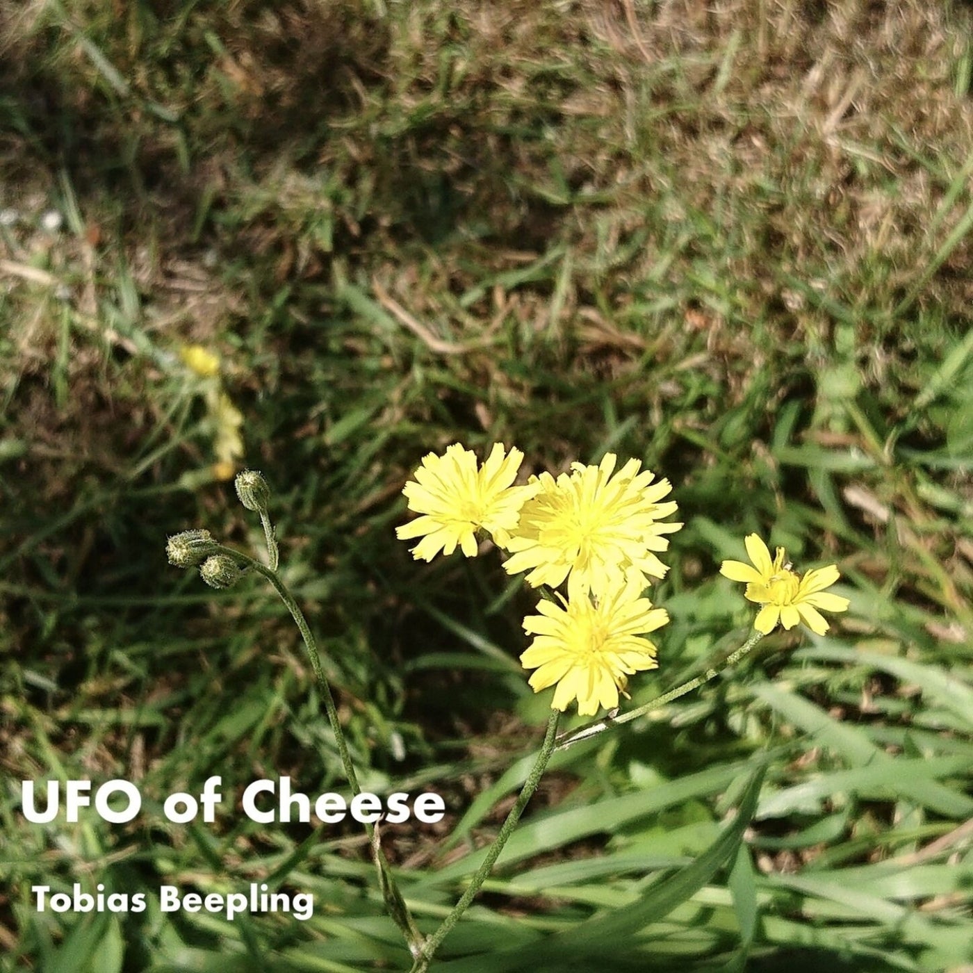 Cover art for UFO of Cheese