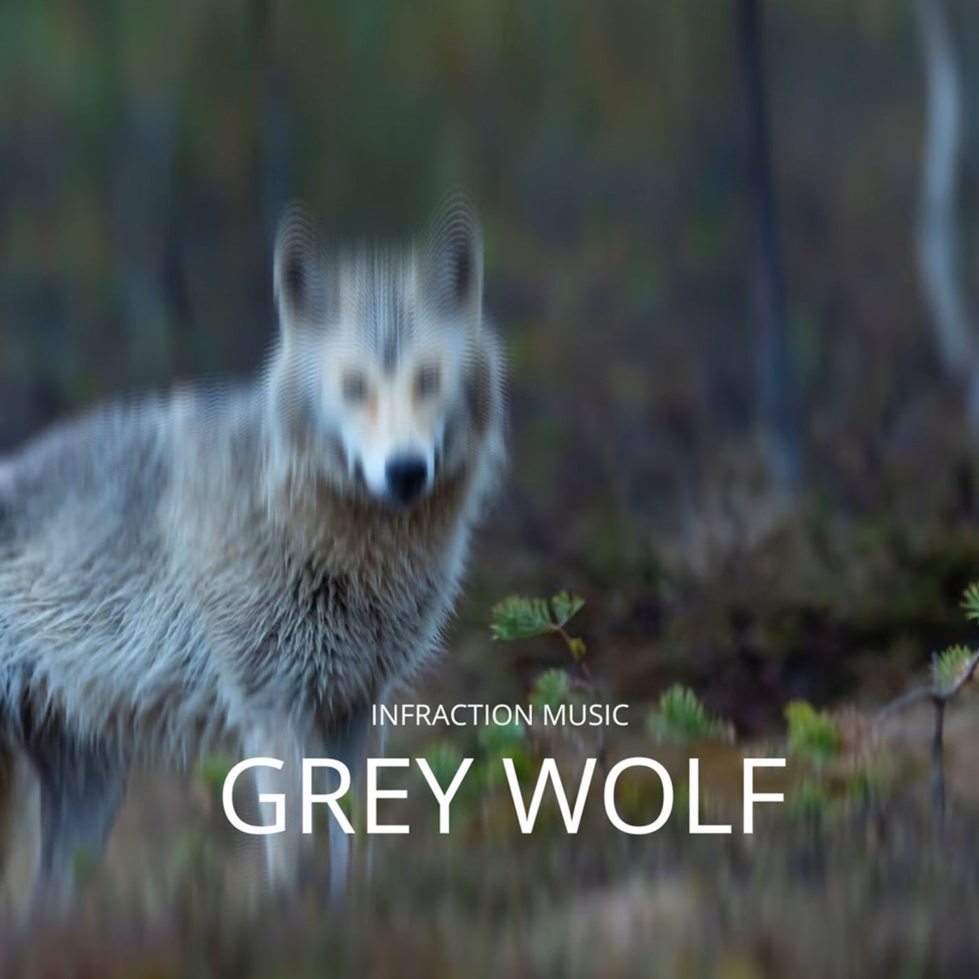 Grey Wolf