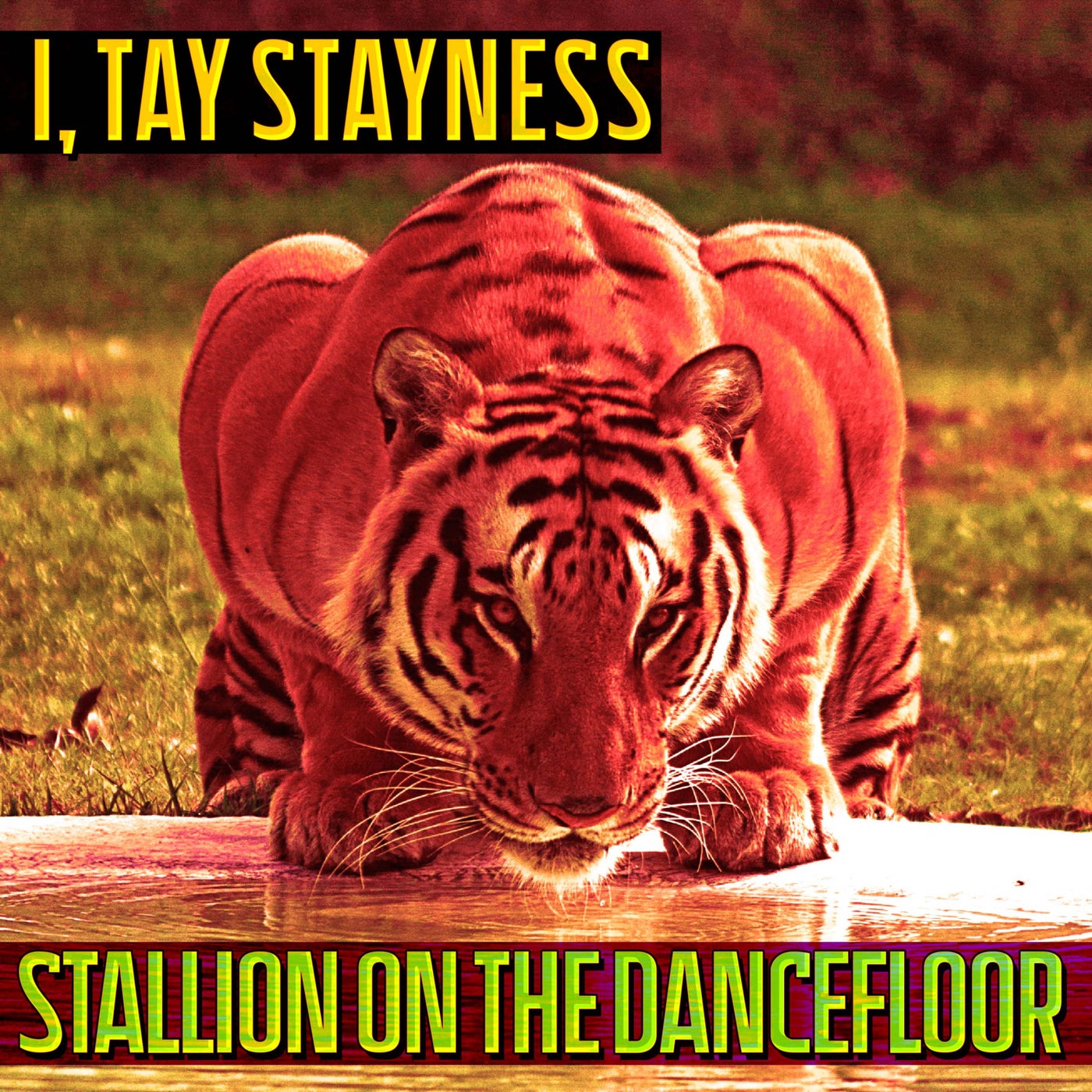 Stallion On The Dancefloor