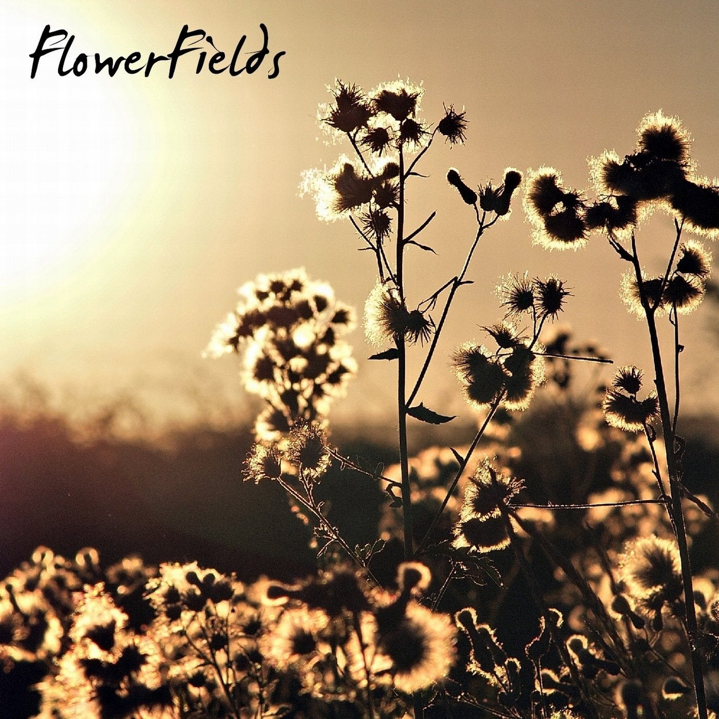 Flowerfields