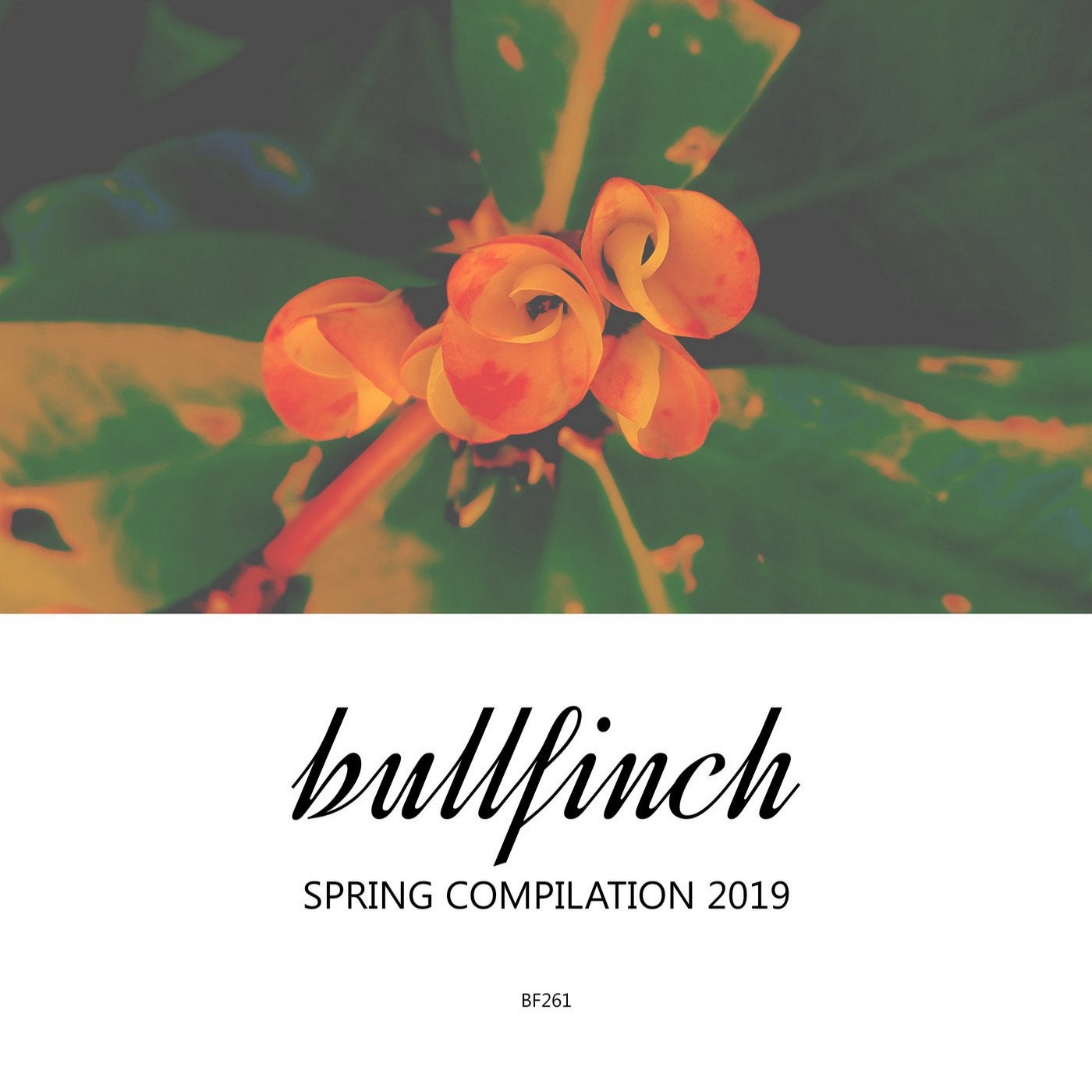 Bullfinch Spring 2019 Compilation
