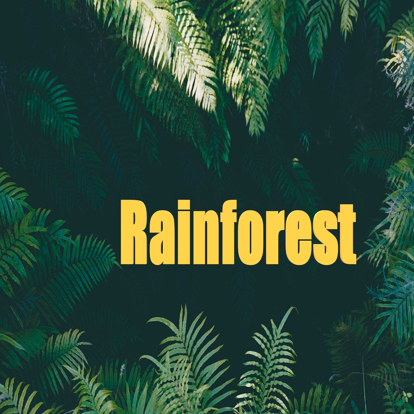 Rainforest