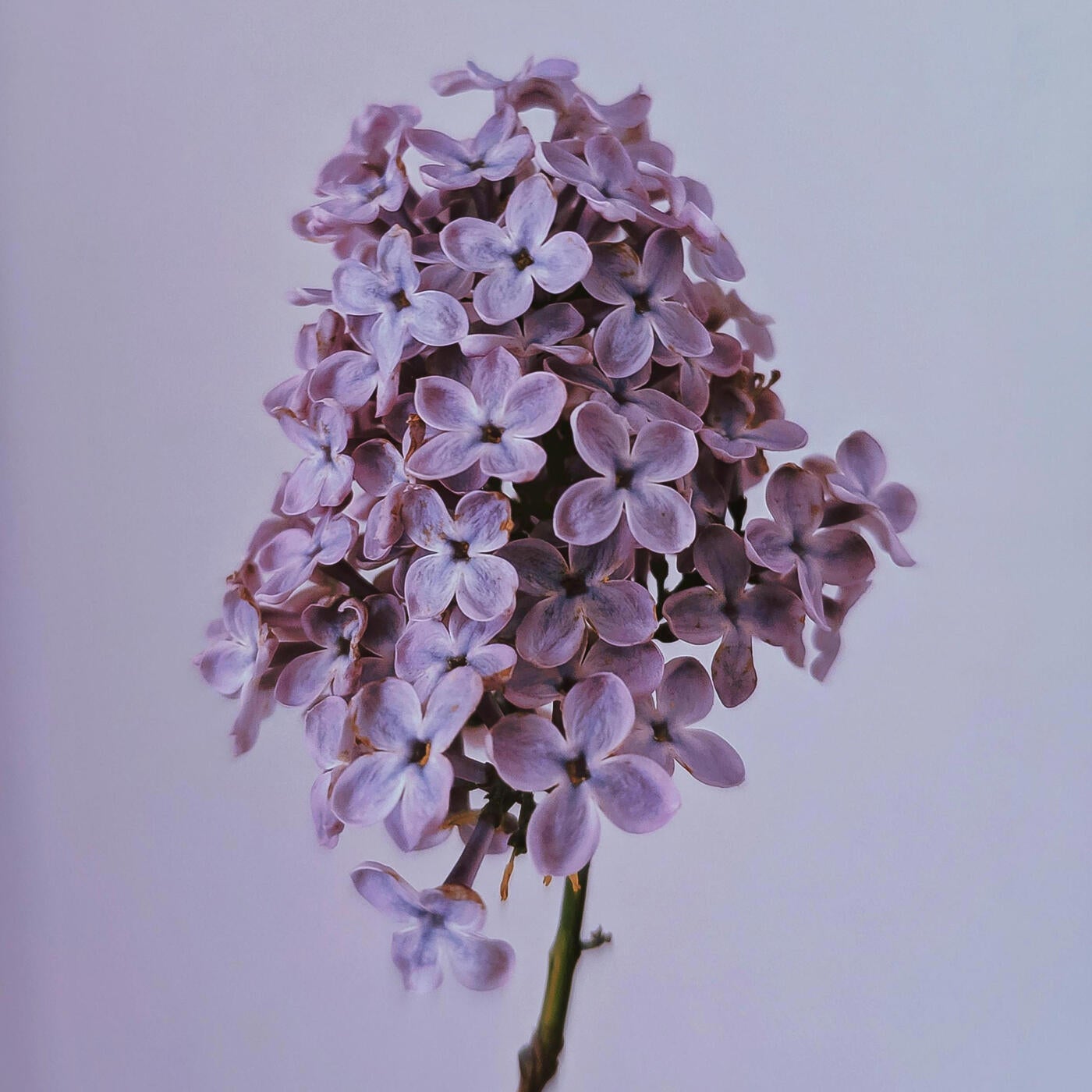 PURPLE LILACS