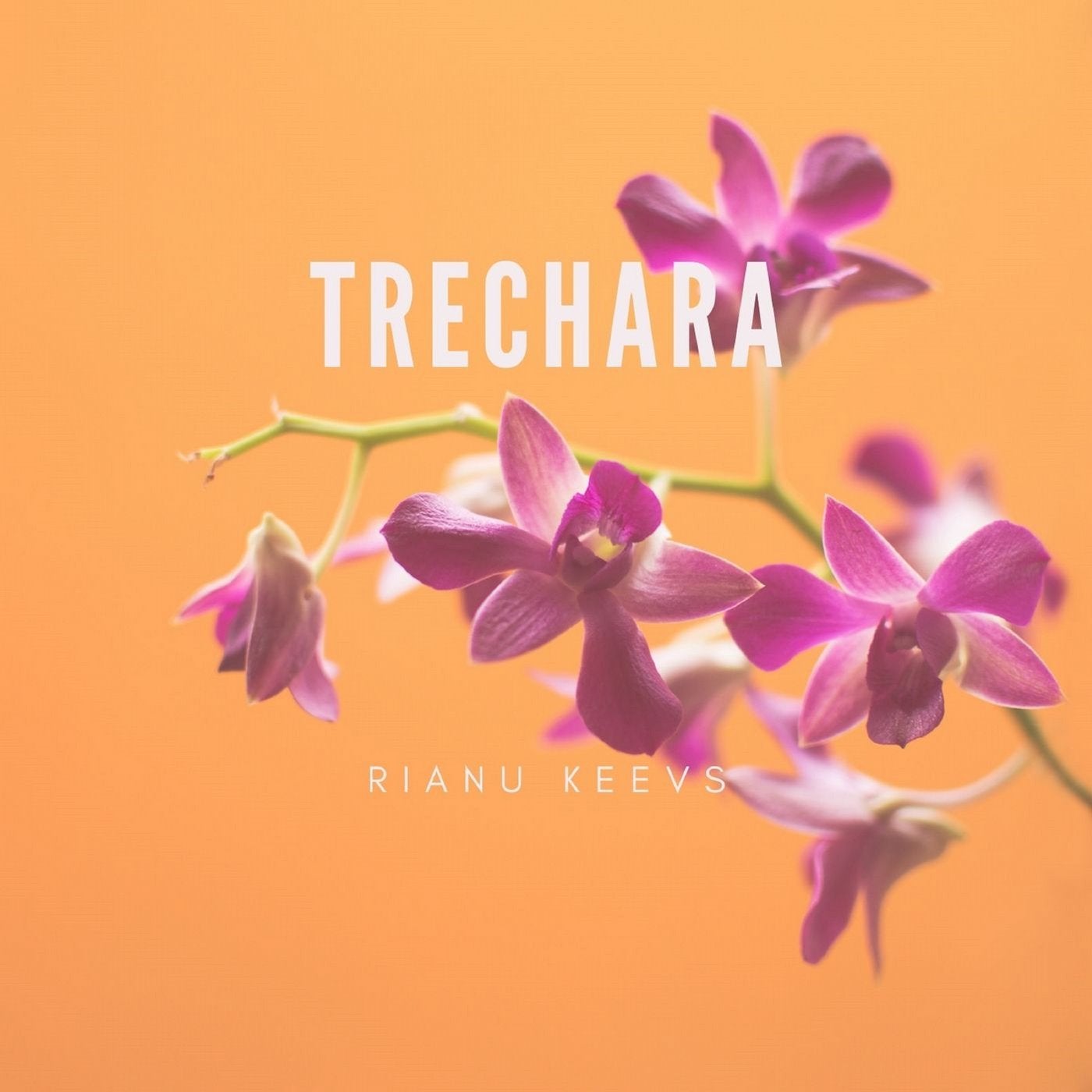 Trechara