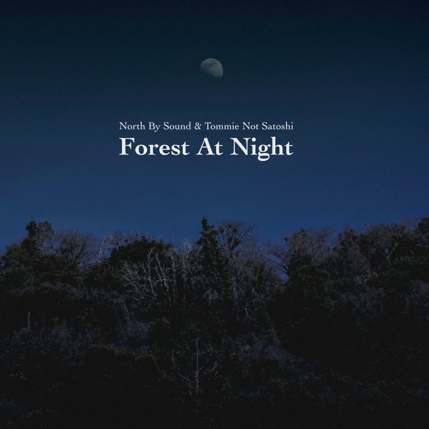 Forest at Night