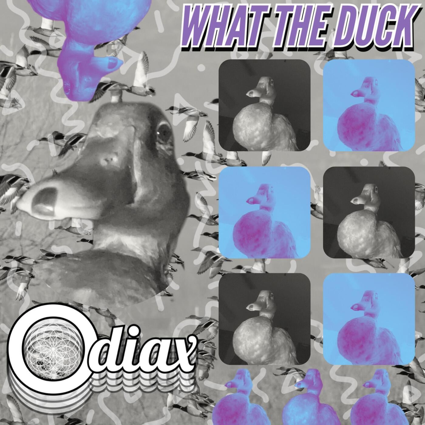 What The DUCK