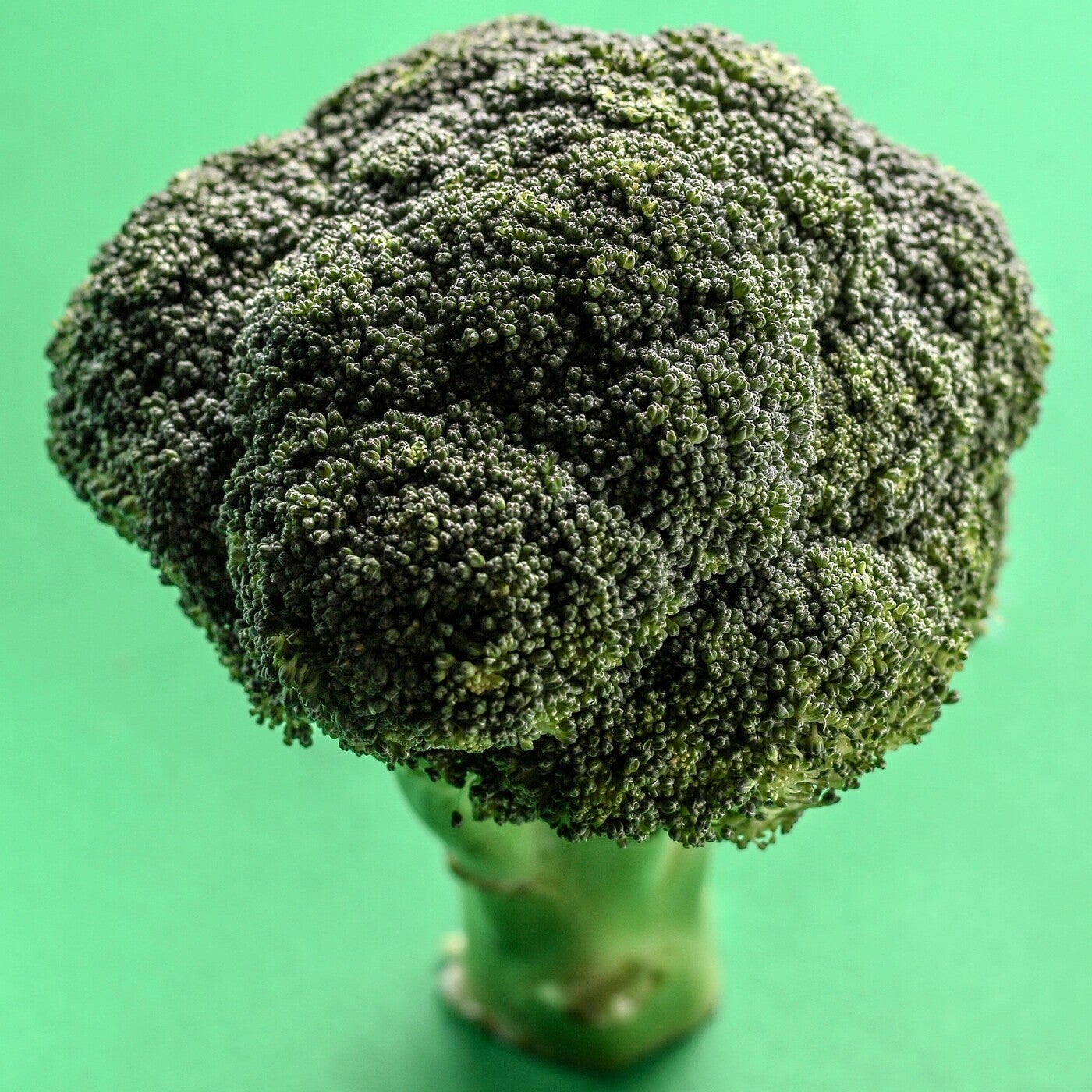 Broccoli