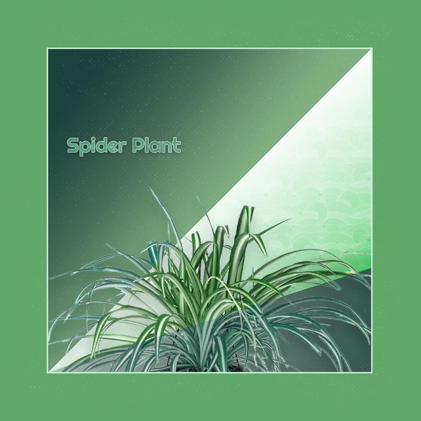 Spider Plant