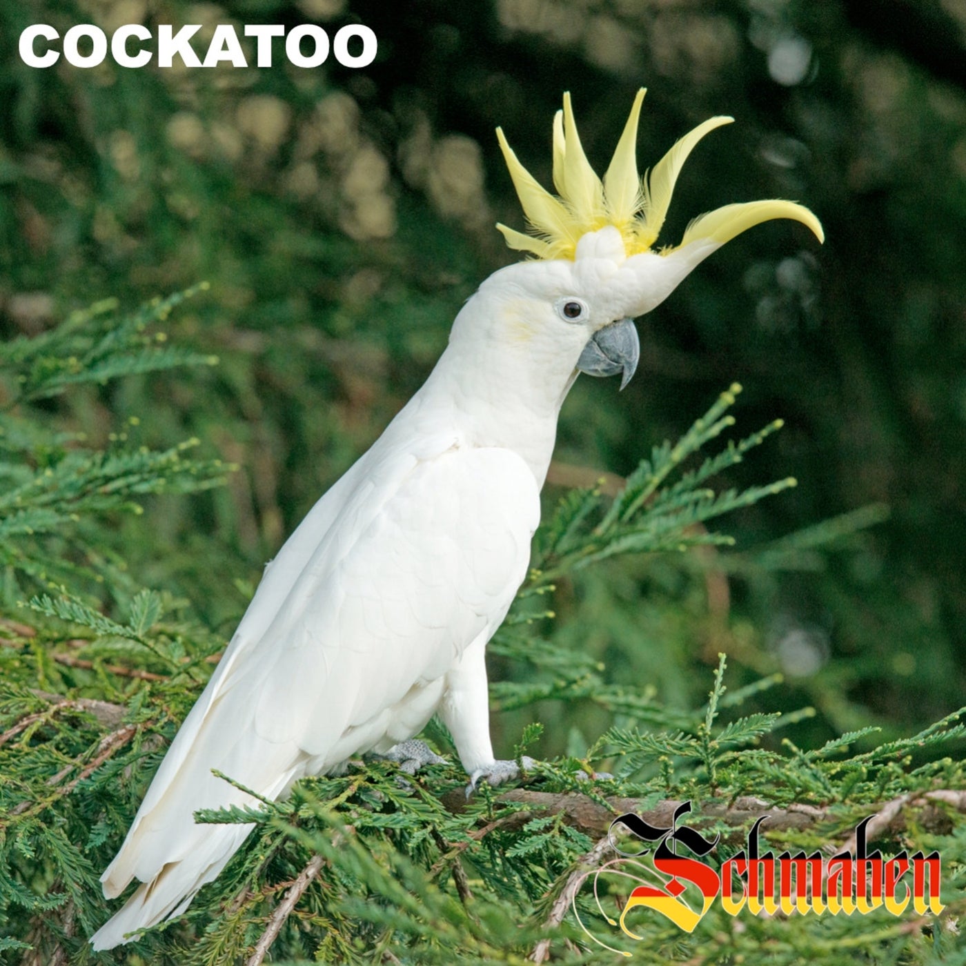 Cockatoo