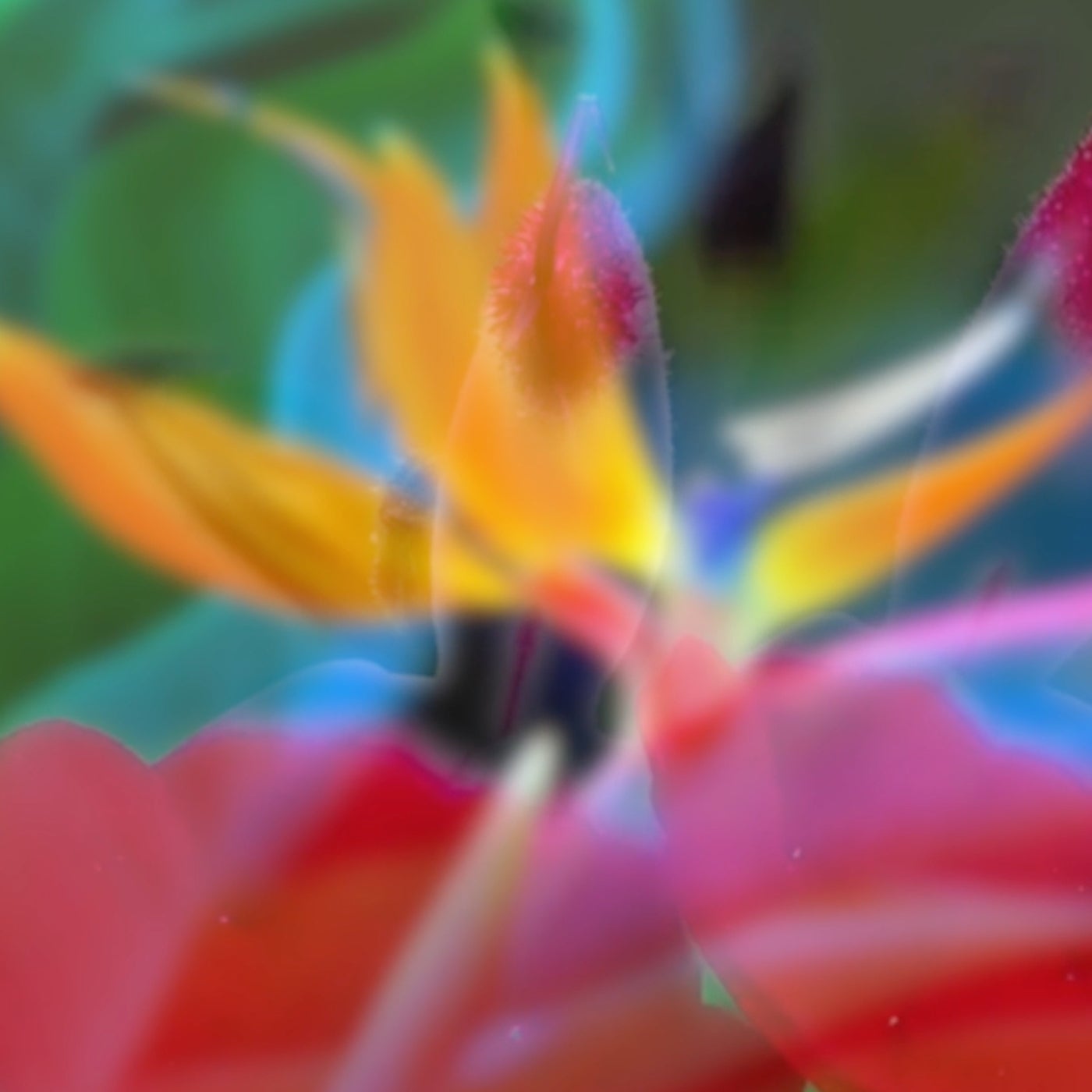 Flora
