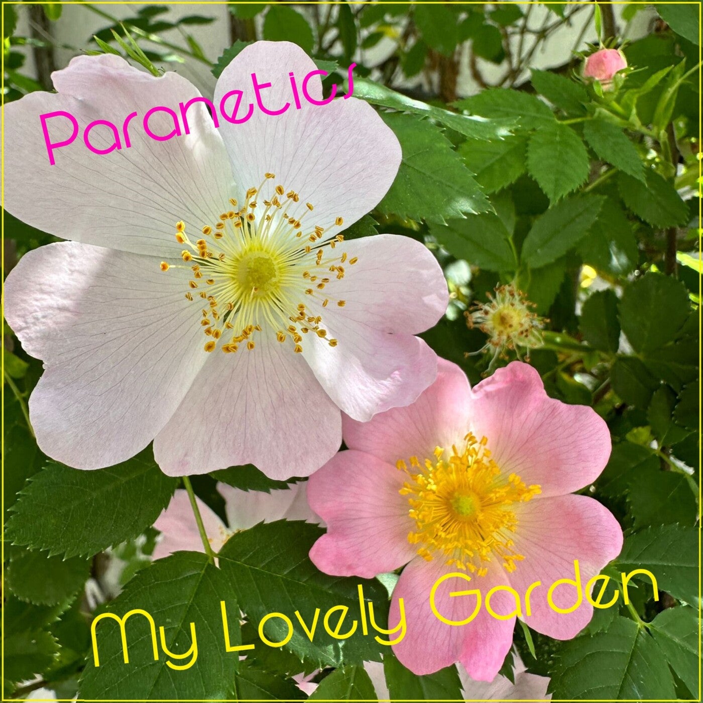 My Lovely Garden