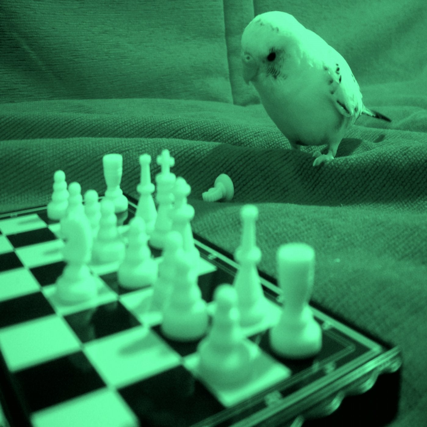 One Wing Dove