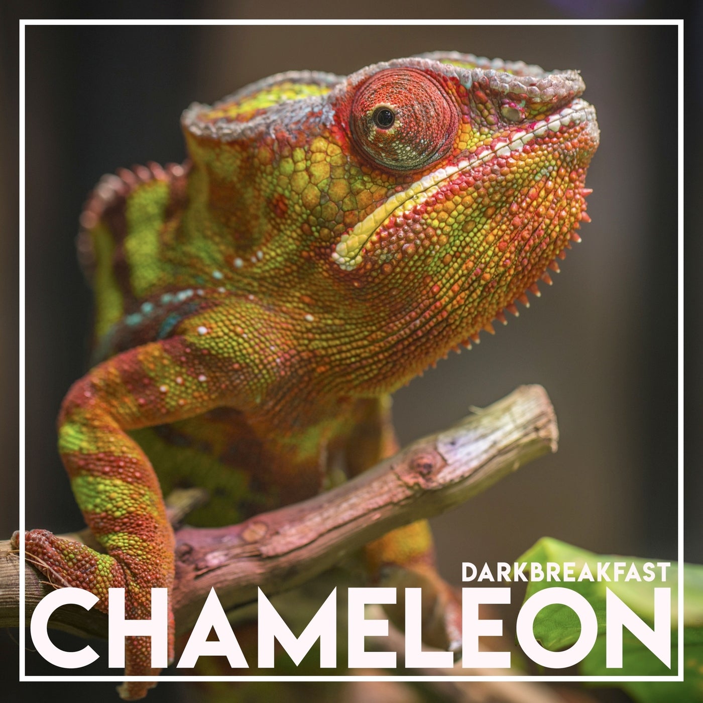 Chameleon