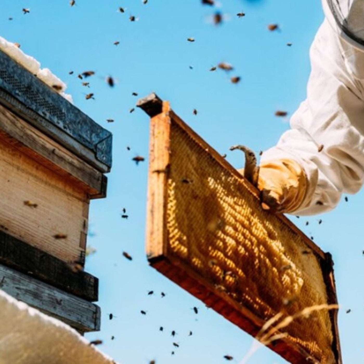 Bee Man