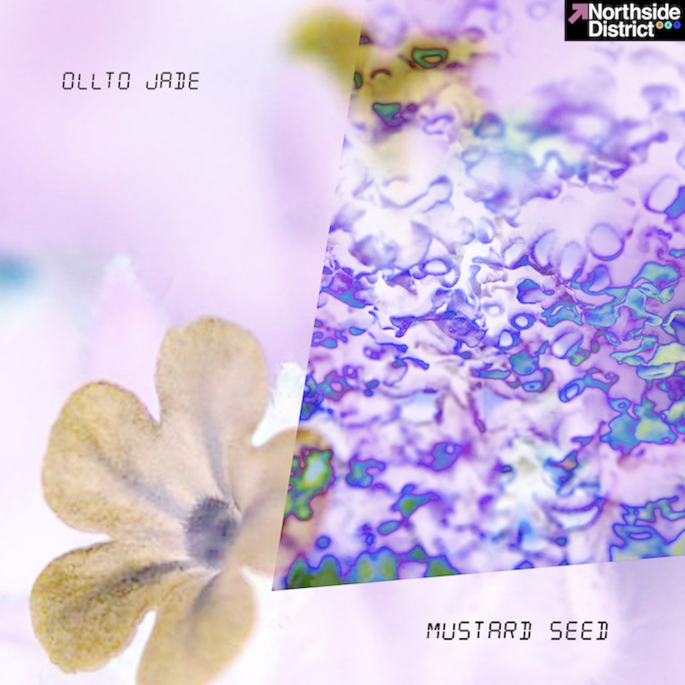 Mustard Seed