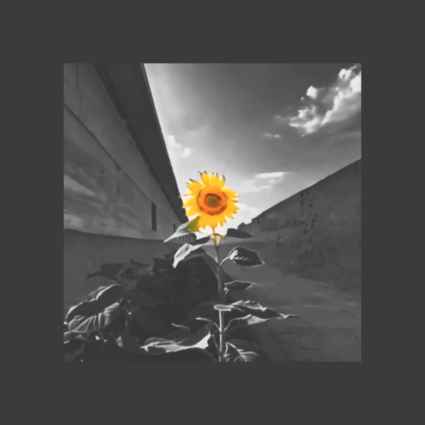 Sunflower (Extended Mix)