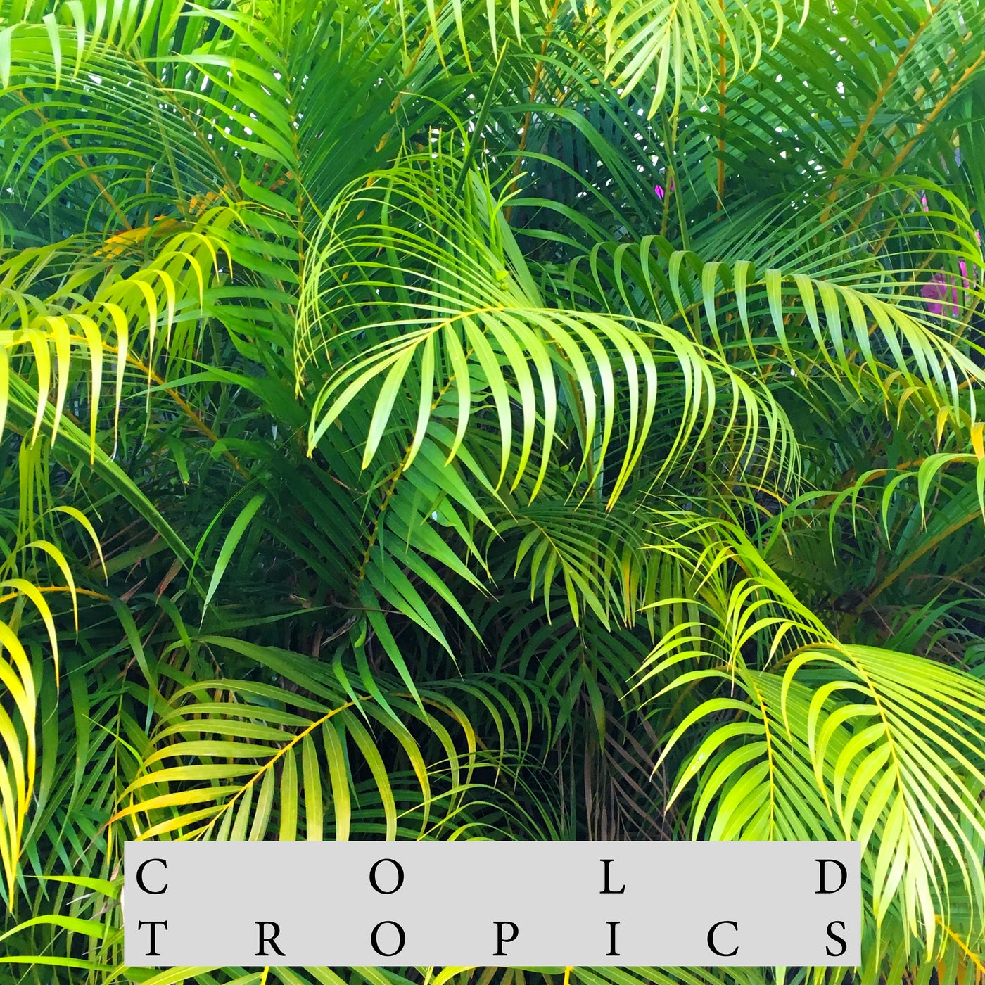 Cold Tropics