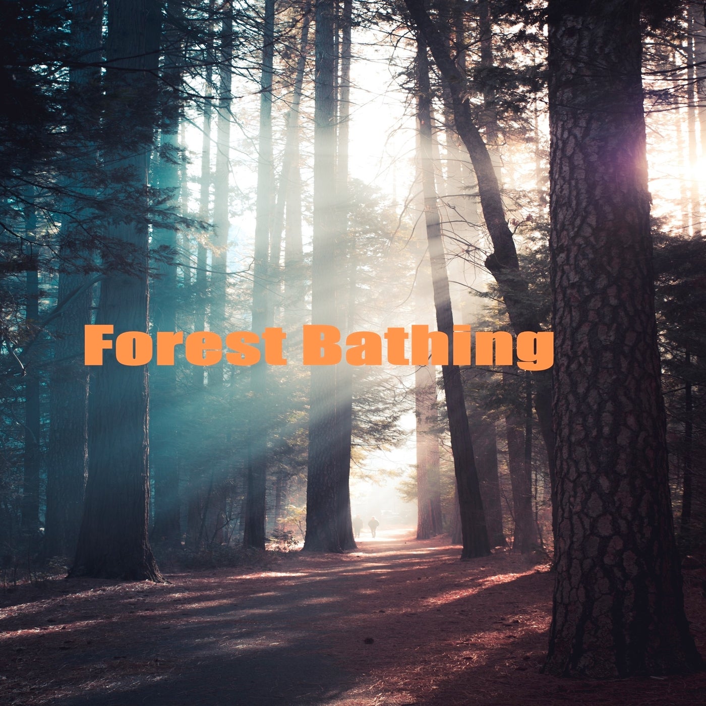 Forest Bathing