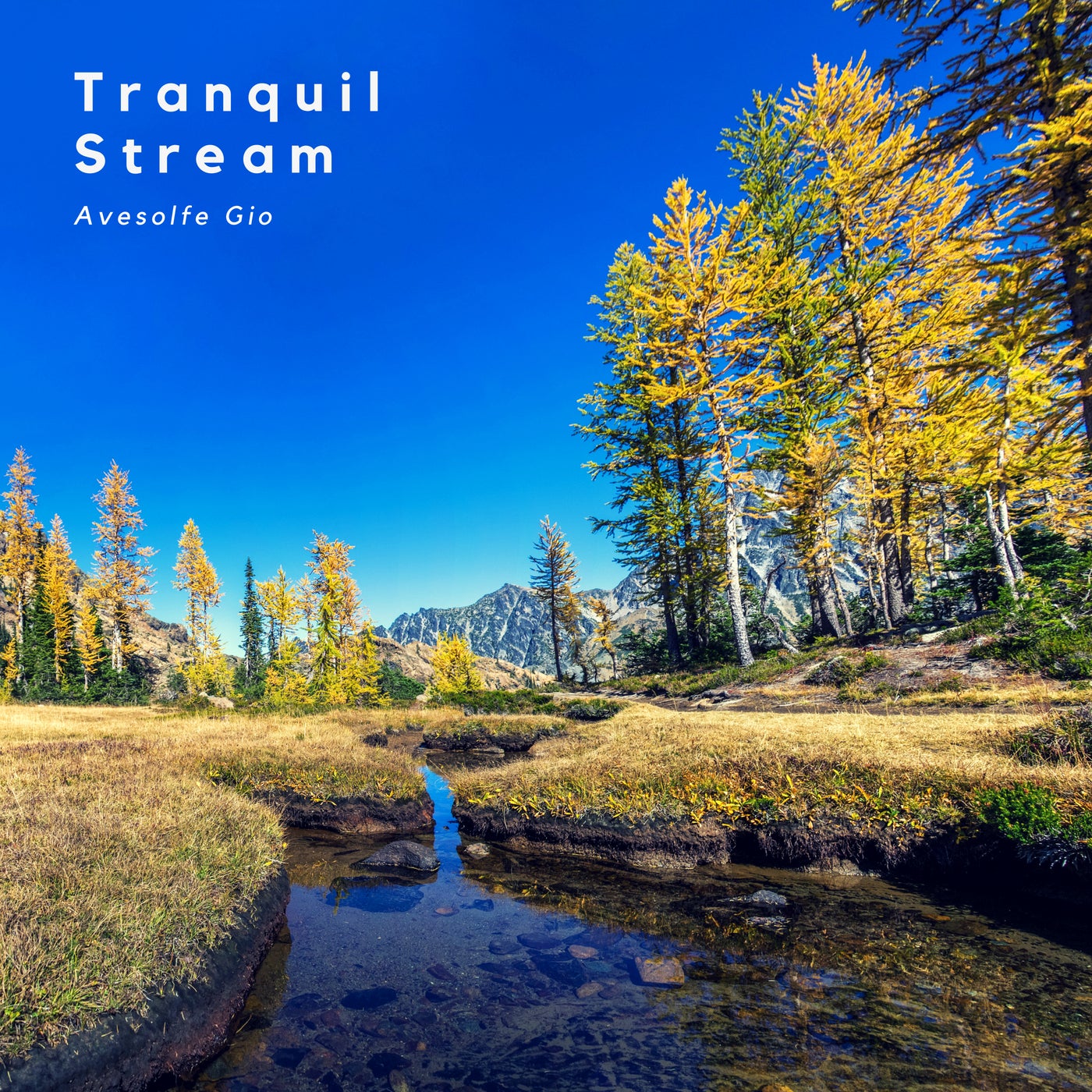 Tranquil Stream