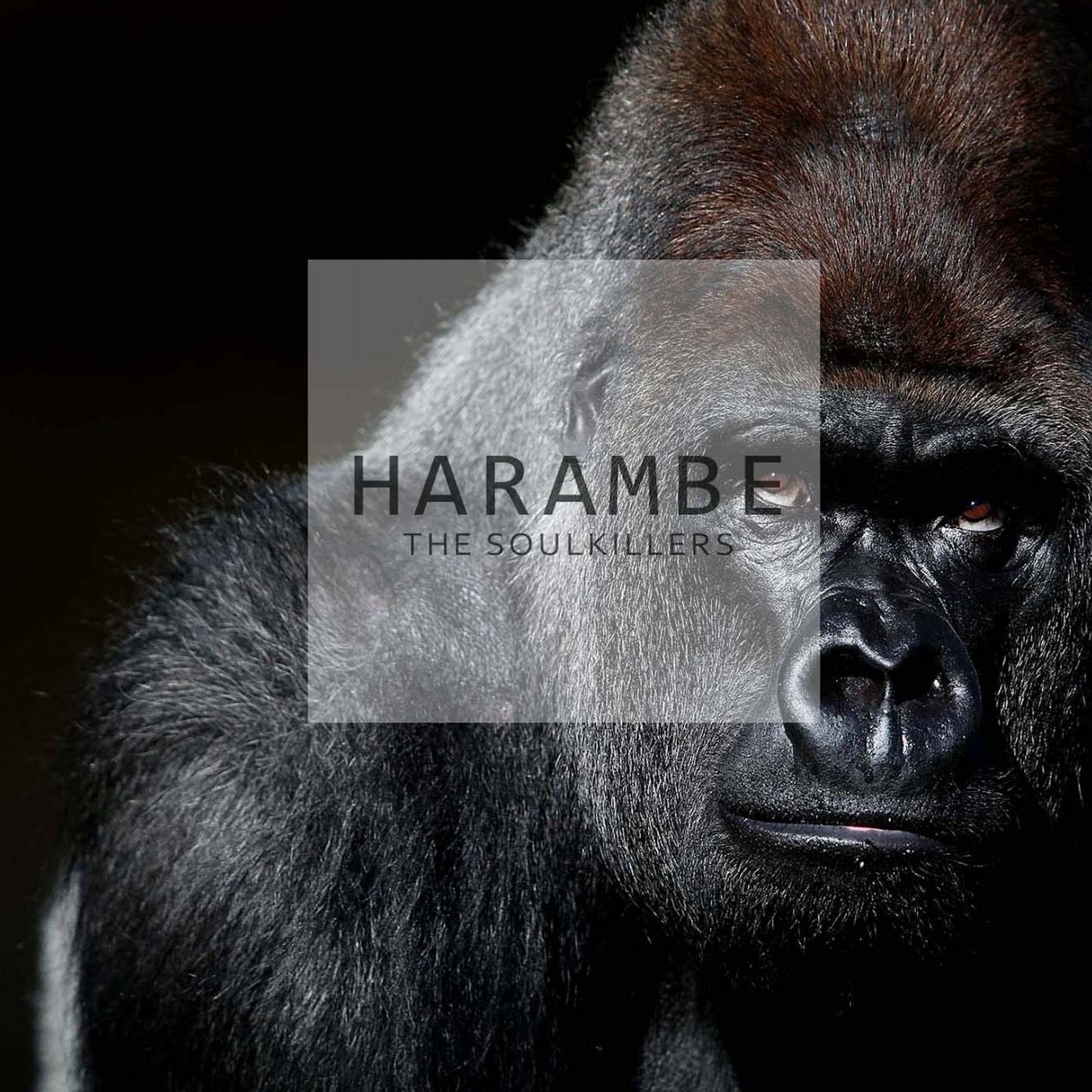 Harambe