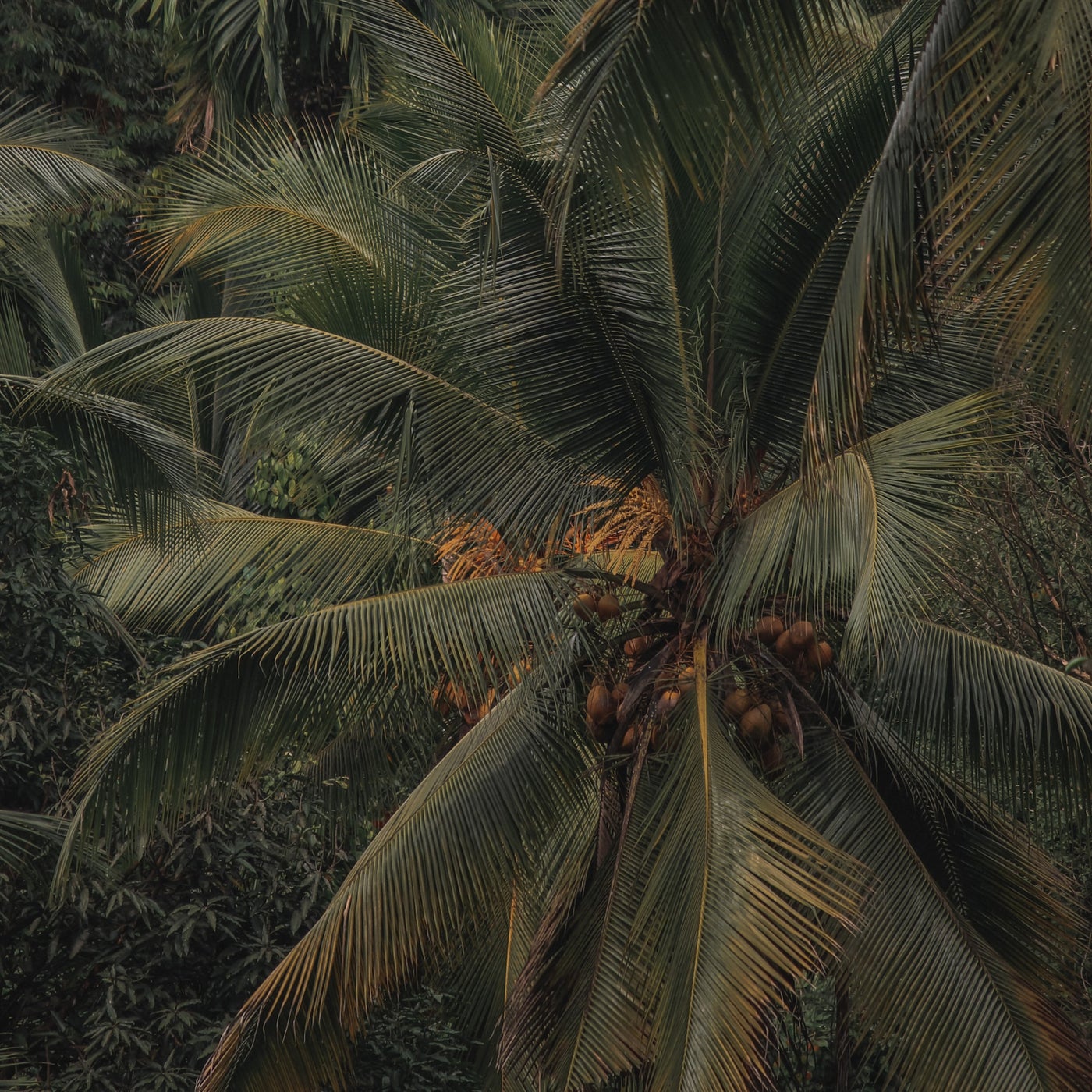 Palm