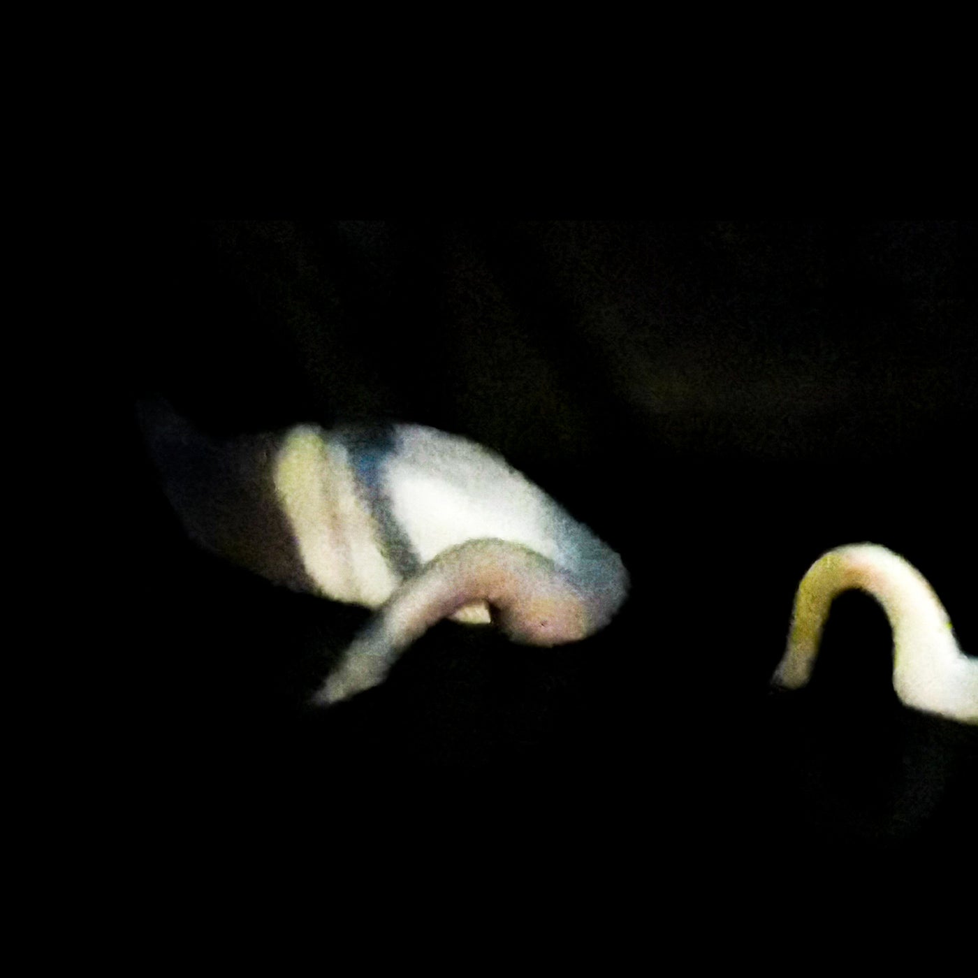 Sea Fireflies