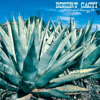 VA - Desert Cacti Peaceful Energy V1 [Peace Tunes]