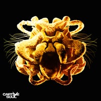Nuran - Stay Close (Extended Mix) album artwork
