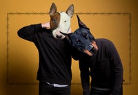 Phlegmatic Dogs