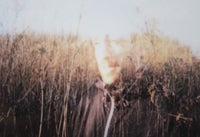Kolja