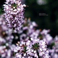 Arapu - 2020 album artwork