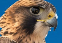 Desert Falcon