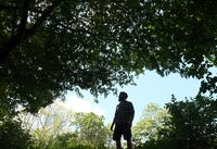 Maple Sun