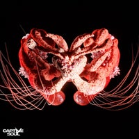 Fur Coat & Olivier Giacomotto - Show Me the Echo album artwork