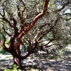 Manzanita Chart