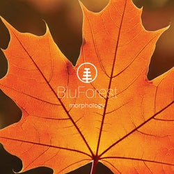 morphology