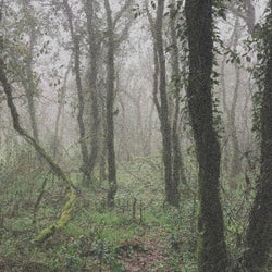 El Bosque de la Niebla