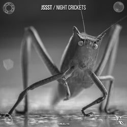Night Crickets
