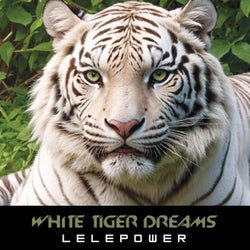 White Tiger Dreams