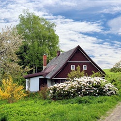 Morning Nature