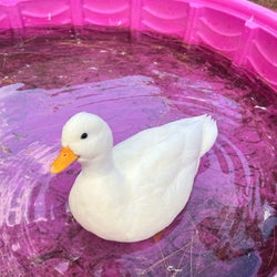 Ducks of the week 08/10/25