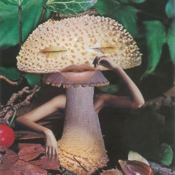 Mushroom Mind Set