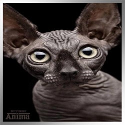 OCT 2016 ANIMA CHARTS