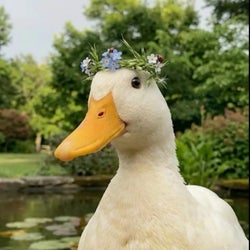 Ducks of the week 06/09/26