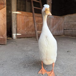 Ducks of the week 06/03/25