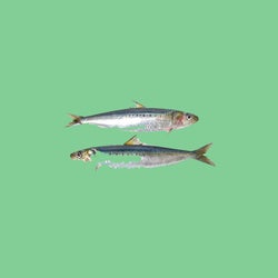 Long Sardine x Kids
