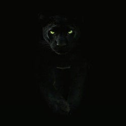 THE PANTER.....TECH HOUSE