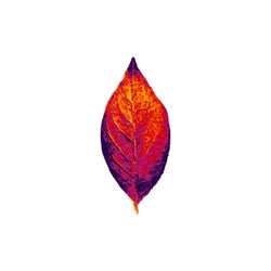 Calice (Jean du Voyage Reprise)
